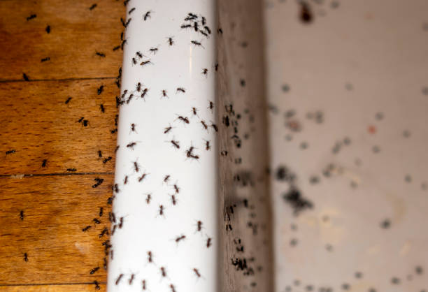 Best Pest Inspection Near Me  in Auburn Hills, MI