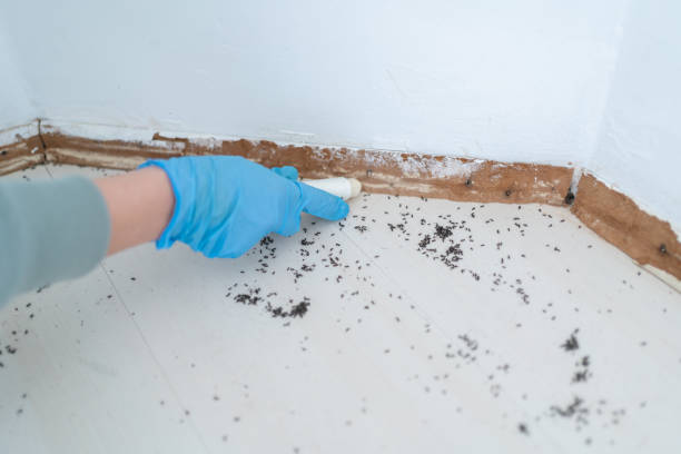 Best Pest Control Near Me  in Auburn Hills, MI